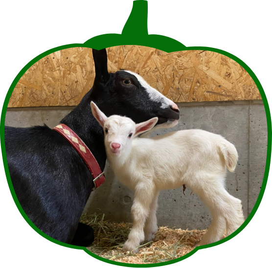 じゃぶじゃぶ広場