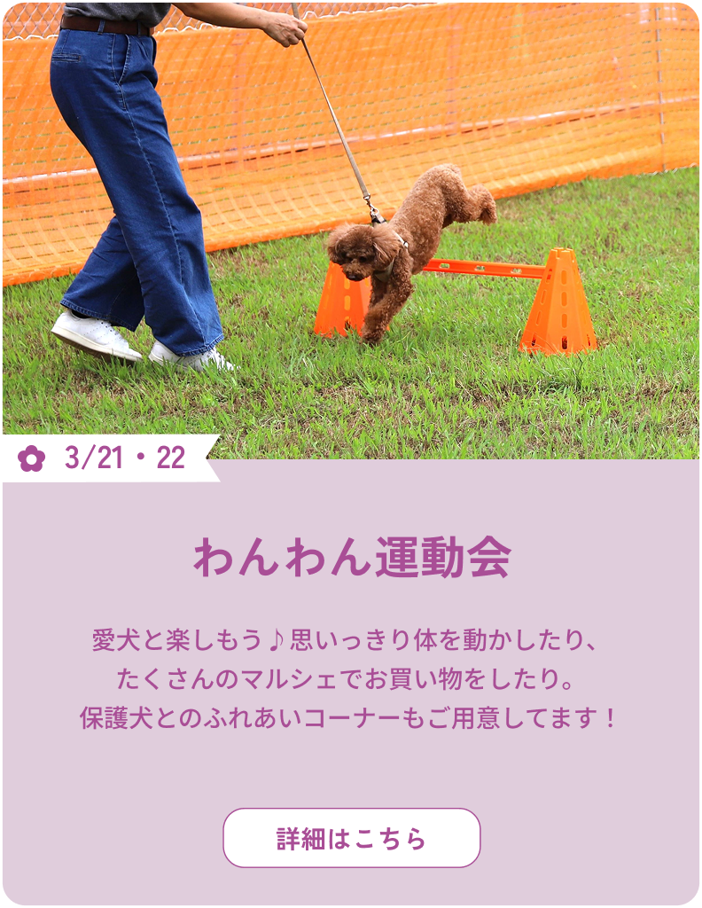 3/21・22 わんわん運動会 愛犬と楽しもう♪思いっきり体を動かしたり、たくさんのマルシェでお買い物をしたり。保護犬とのふれあいコーナーもご用意してます！ 詳細はこちら