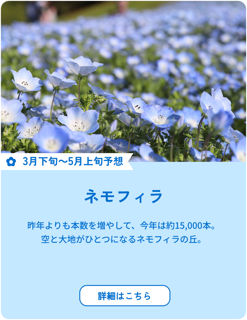 開花：3月下旬～5月上旬予想 ネモフィラ 昨年よりも本数を増やして、今年は約15,000本。空と大地がひとつになるネモフィラの丘。 詳細はこちら