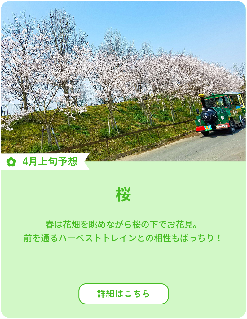 開花：4月上旬予想 桜 春は花畑を眺めながら桜の下でお花見。前を通るハーベストトレインとの相性もばっちり！ 詳細はこちら