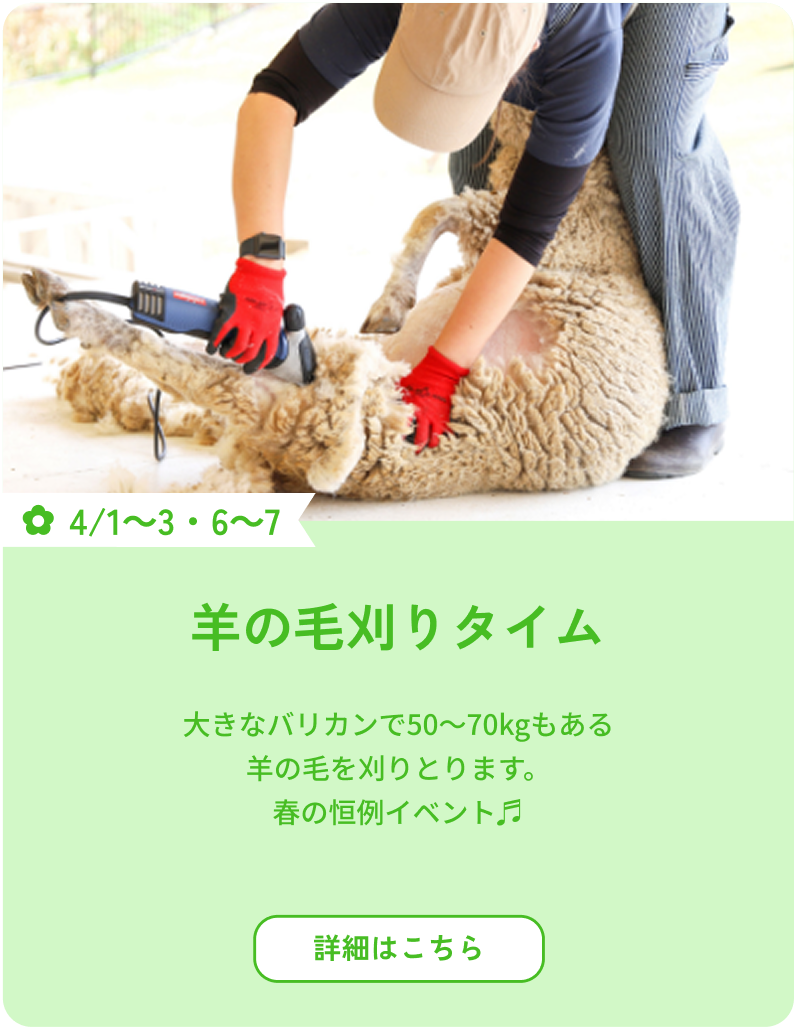 4/1～3・6～7 羊の毛刈りタイム 大きなバリカンで50～70kgもある羊の毛を刈りとります。春の恒例イベント♬ 詳細はこちら