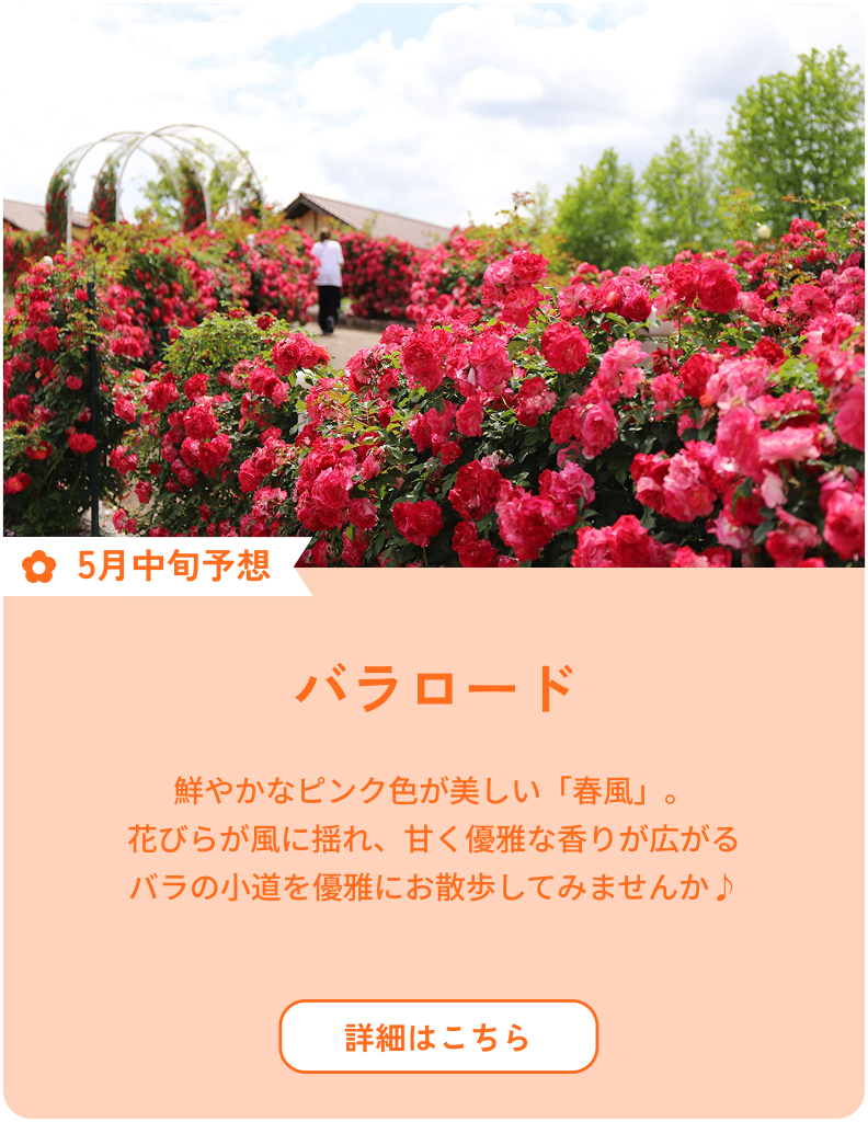5月中旬予想 バラロード 鮮やかなピンク色が美しい「春風」。花びらが風に揺れ、甘く優雅な香りが広がるバラの小道を優雅にお散歩してみませんか♪ 詳細はこちら