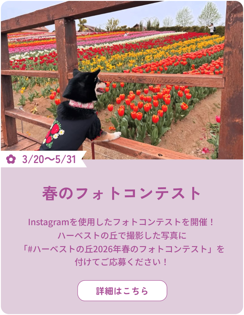 3/20～5/31 春のフォトコンテスト Instagramを使用したフォトコンテストを開催！ハーベストの丘で撮影した写真に「#ハーベストの丘2026年春のフォトコンテスト」を付けてご応募ください！ 詳細はこちら