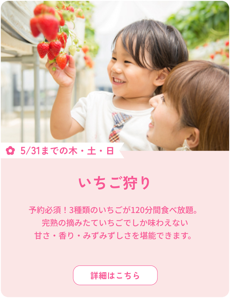 5/31までの木・土・日 いちご狩り 予約必須！3種類のいちごが120分間食べ放題。完熟の摘みたていちごでしか味わえない甘さ・香り・みずみずしさを堪能できます。 詳細はこちら