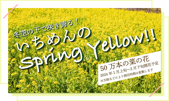 冬空の下で咲き誇る！いちめんのSpring Yellow！！ 50万本の菜の花 2024年1月上旬〜2月下旬開花予定 ※天候などにより開花時期は変動します。