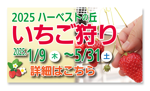 2025ハーベストの丘 いちご狩り 2025.1/9(木)〜5/31(土) 詳細はこちら