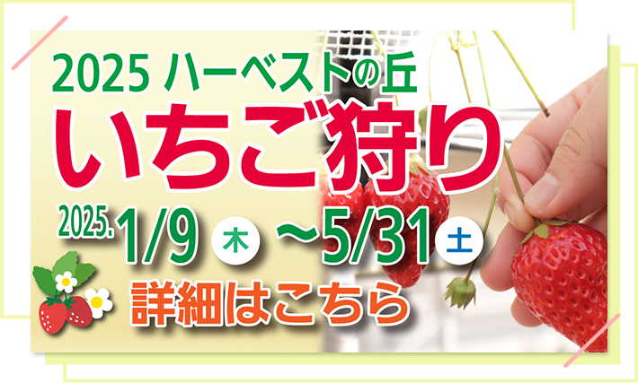 2025ハーベストの丘 いちご狩り 2025.1/9(木)〜5/31(土) 詳細はこちら