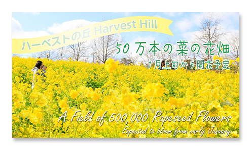 ハーベストの丘Harvest Hill 50万の菜の花の花畑 1月上旬から開花予定