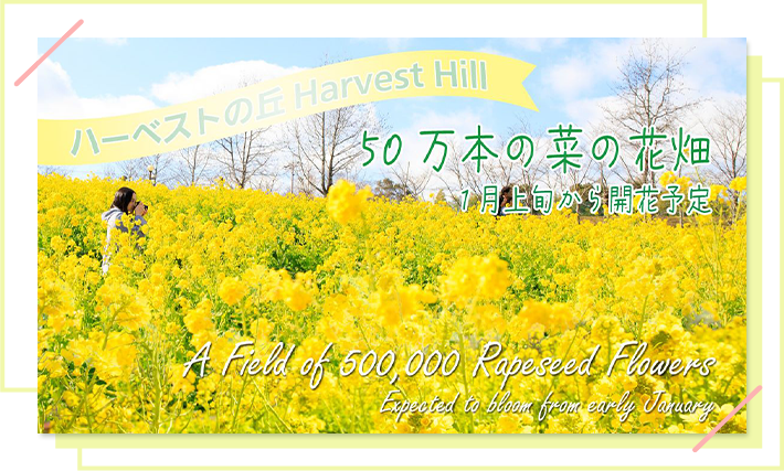 ハーベストの丘Harvest Hill 50万の菜の花の花畑 1月上旬から開花予定