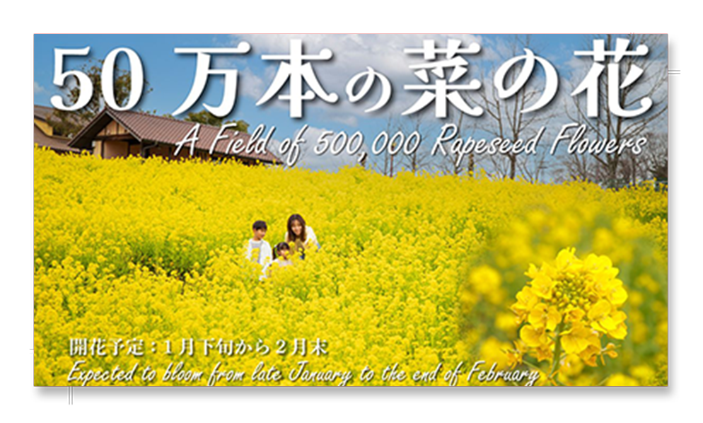 50万本の菜の花