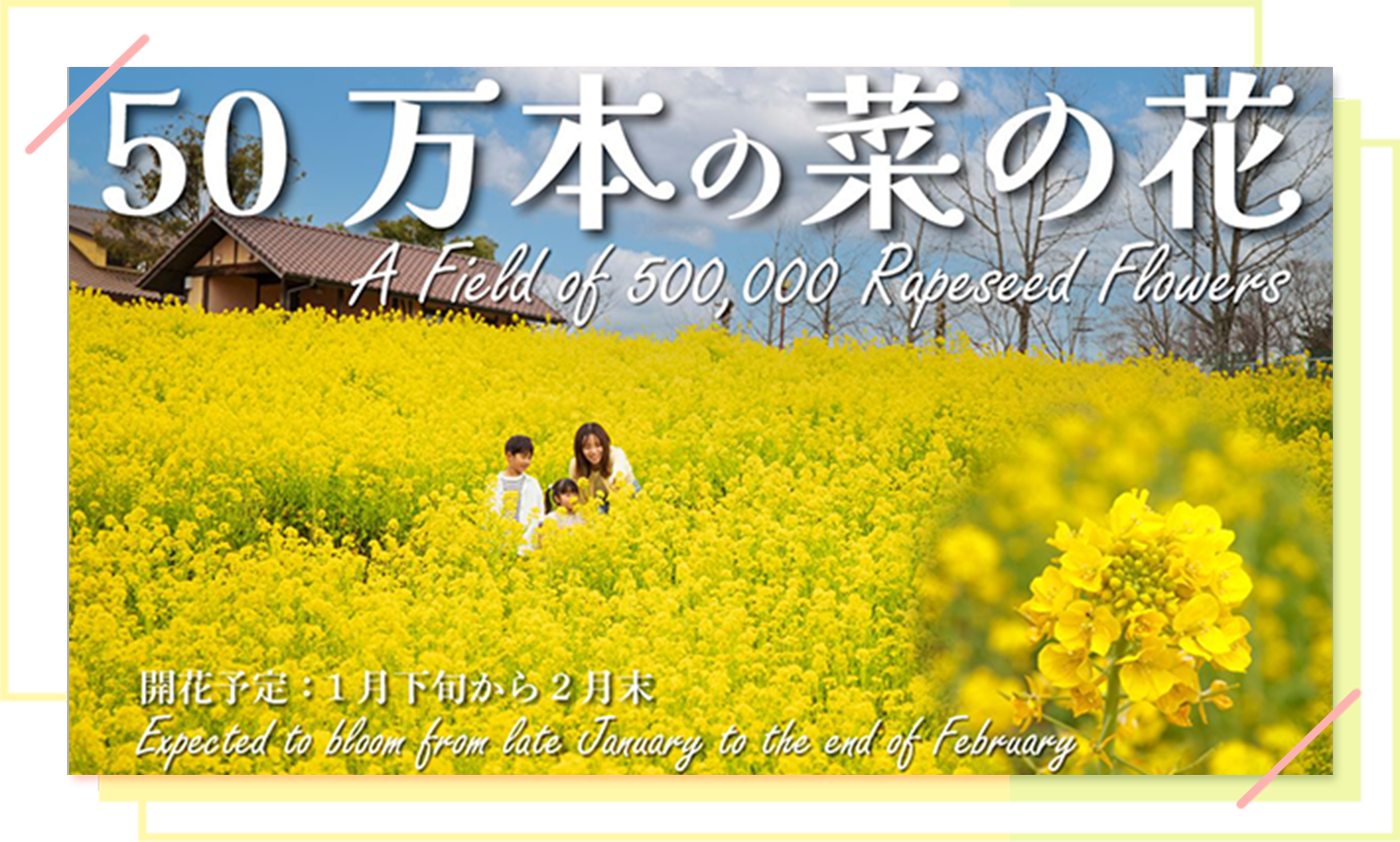 50万本の菜の花