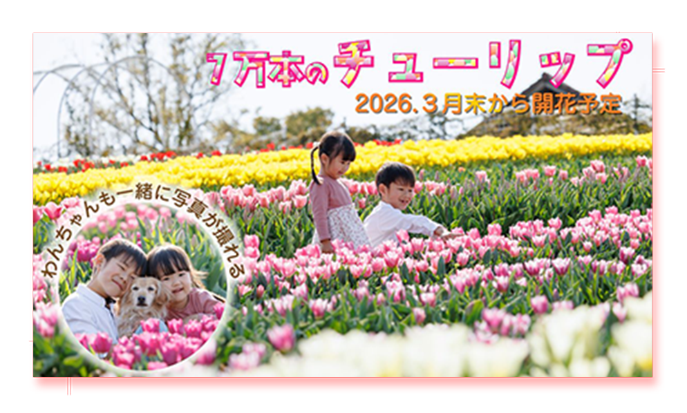 7万本のチューリップ 2026.3月末から開花予定