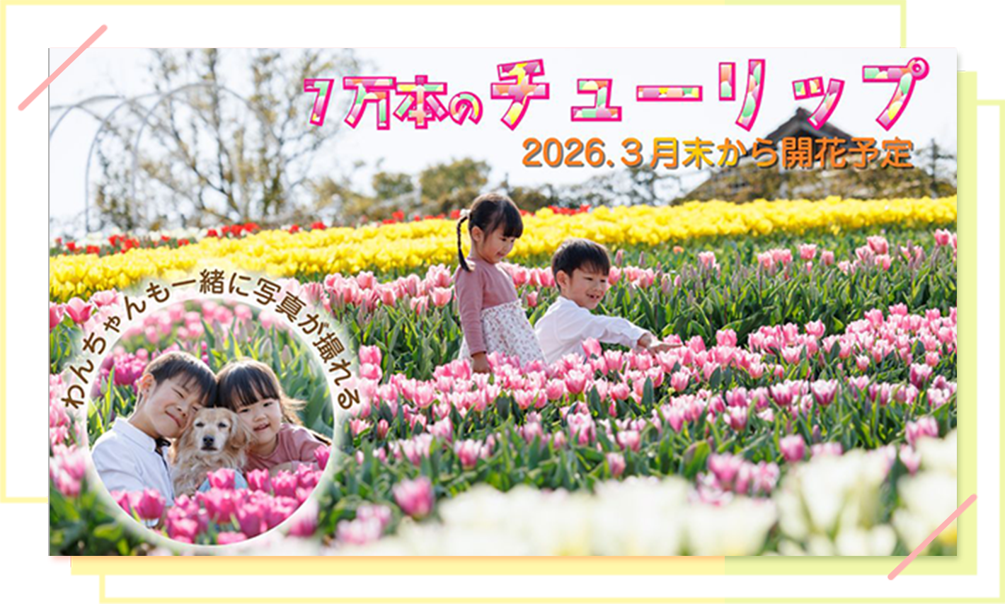 7万本のチューリップ 2026.3月末から開花予定