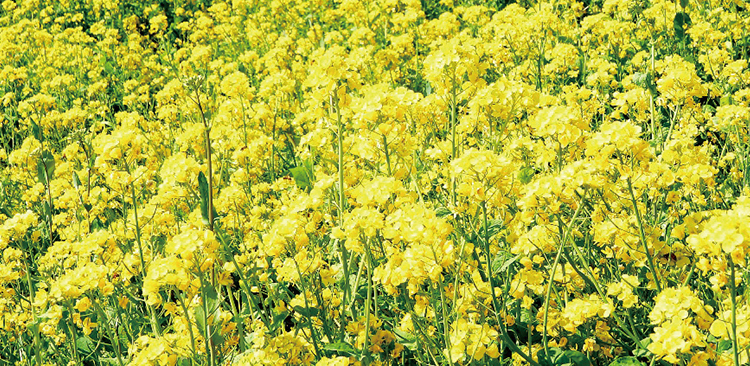 菜の花みたいなストラップ 黄色 小花 はこぽす対応商品