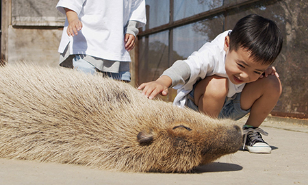 カピバラふれあいタイム