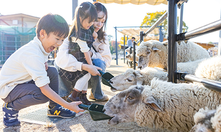 ヒツジとヤギのエサやり体験(広場)