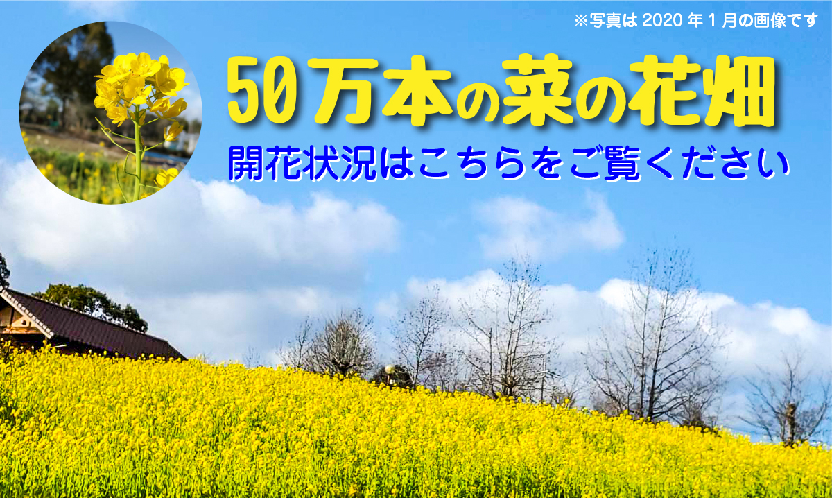 50万本の菜の花 イベント情報 堺 緑のミュージアム ハーベストの丘