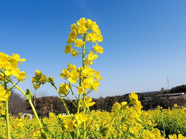 50万本の菜の花 終了 イベント情報 堺 緑のミュージアム ハーベストの丘