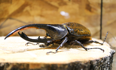 世界の昆虫爬虫類館
