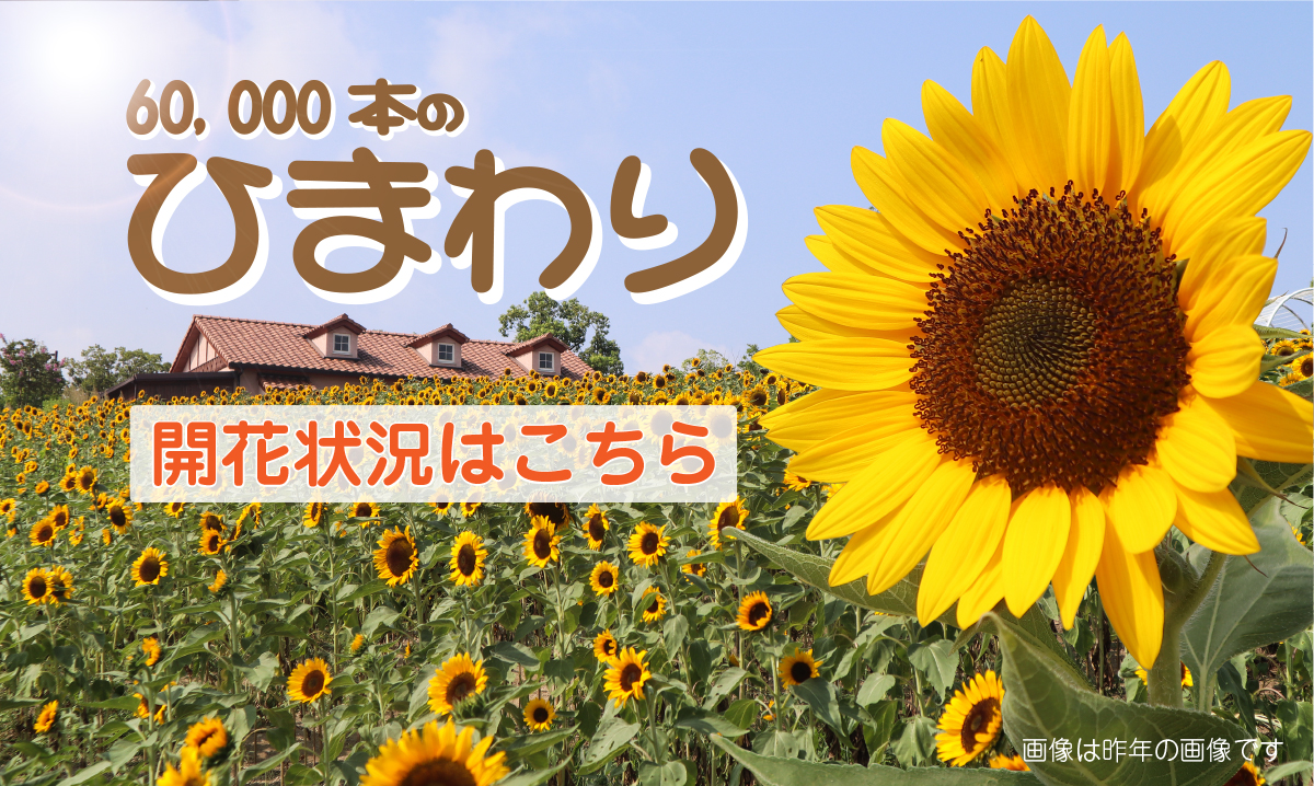 6万本のひまわり 終了 イベント情報 堺 緑のミュージアム ハーベストの丘