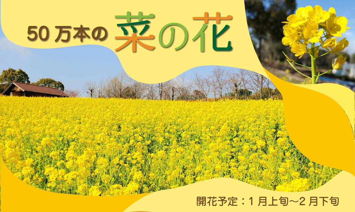 50万本の菜の花 満開 イベント情報 堺 緑のミュージアム ハーベストの丘