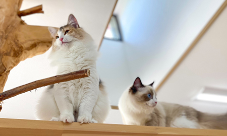 ねこのおうち　にゃんみーと