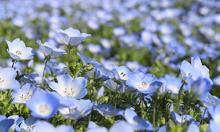 ネモフィラ