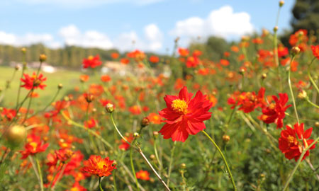 オレンジとピンクが彩る秋の花畑