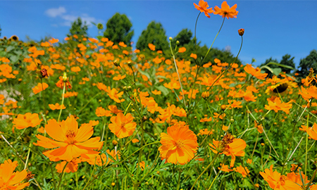 キバナコスモス