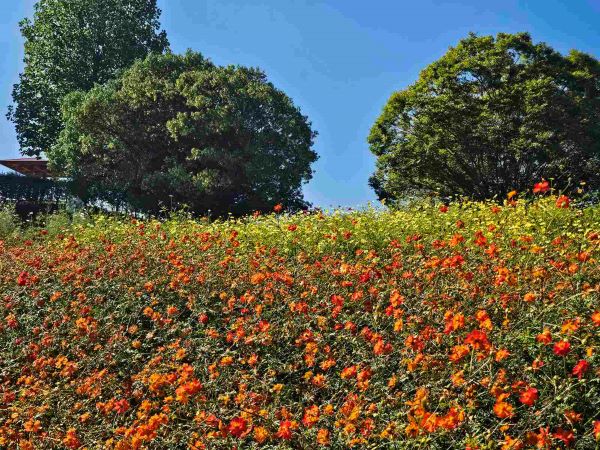オレンジとピンクが彩る秋の花畑 〈見ごろ〉 | イベント情報 | 堺・緑