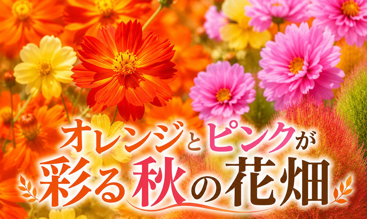 オレンジとピンクが彩る秋の花畑 〈開花前〉 | イベント情報 | 堺・緑