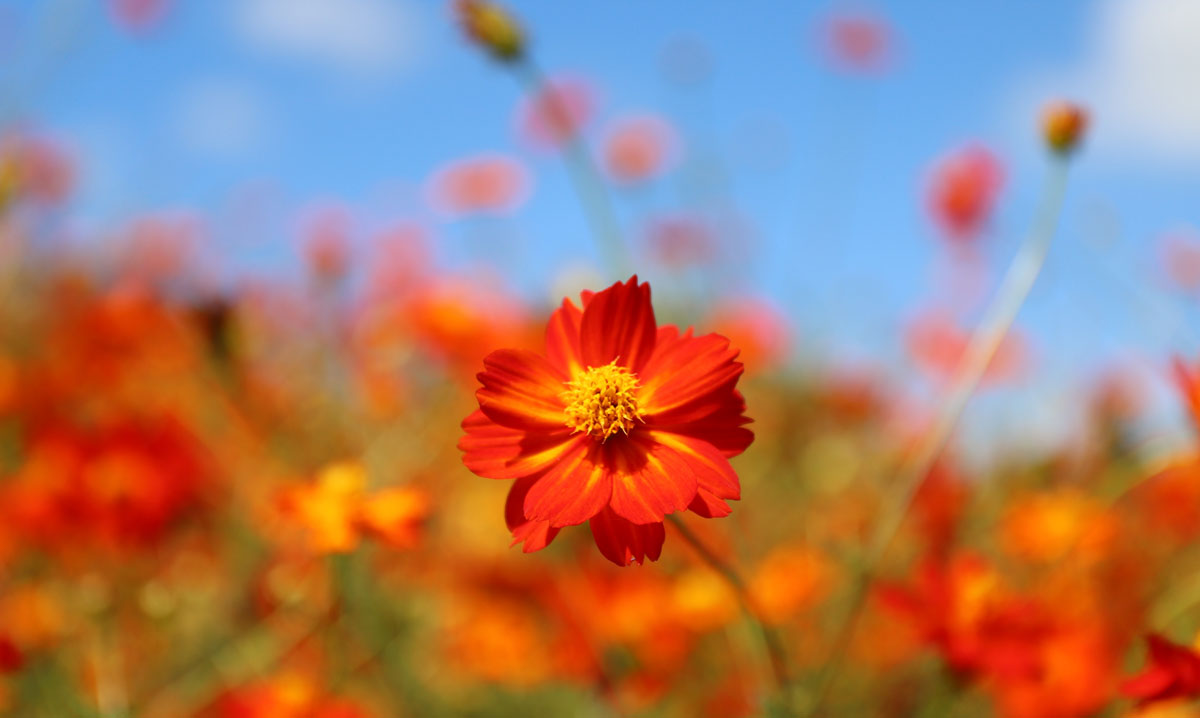 オレンジとピンクが彩る秋の花畑　〈開花前〉