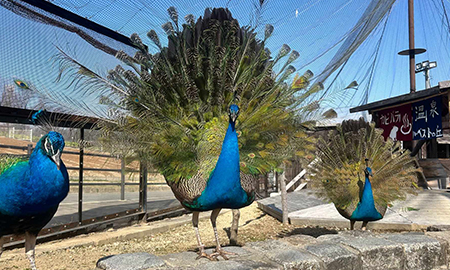 クジャク（観覧のみ）