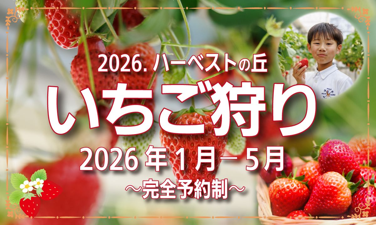 ハーベスト の 丘 いちご 狩り