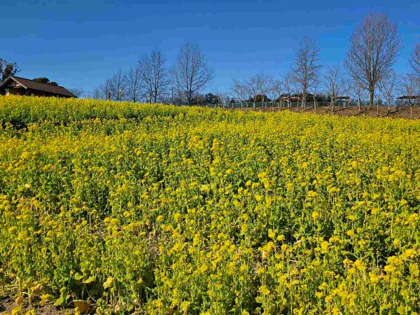50万本の菜の花 〈満開〉 | 堺・緑のミュージアム ハーベストの丘