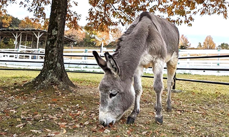 ロバ（観覧のみ）