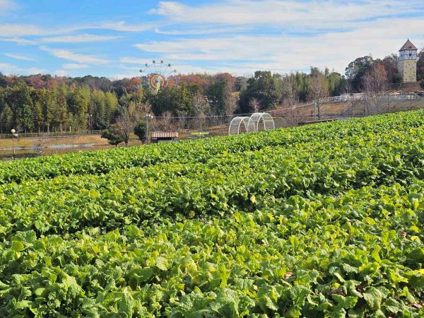 50万本の菜の花 〈成長中〉 | 堺・緑のミュージアム ハーベストの丘