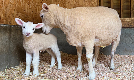 仔羊（観覧のみ）