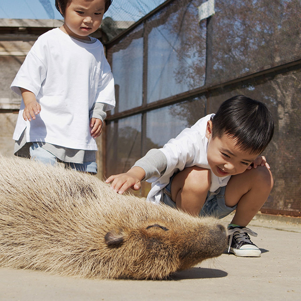 かわいい！動物ふれあい体験
