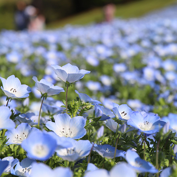 ただいまネモフィラ満開