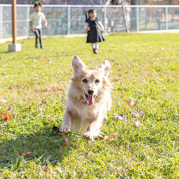 愛犬と一緒に楽しもう！