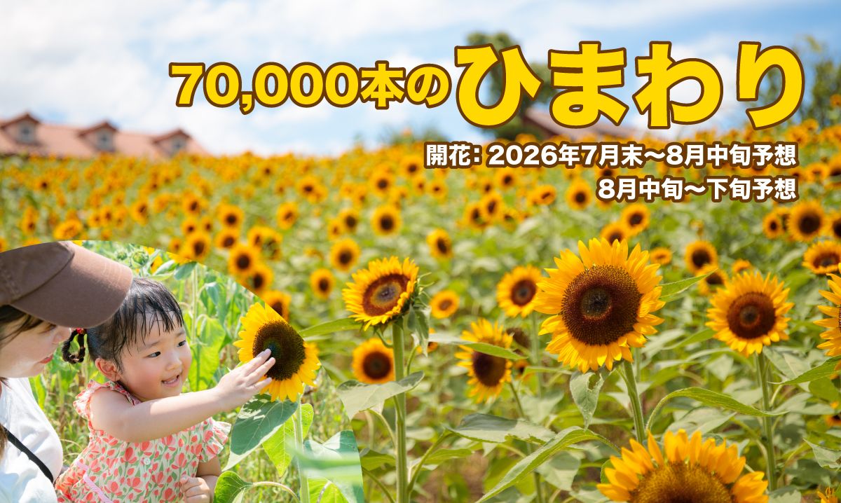 7万本のひまわり〈①成長中／②準備中〉