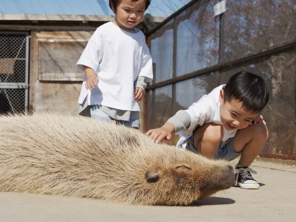 カピバラフェスティバラ？ 6/6・7 | イベント情報 | 堺・緑の