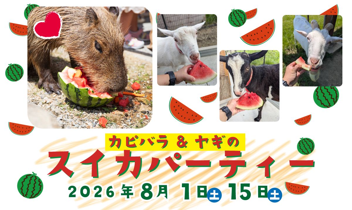 カピバラ＆ヤギのスイカパーティー　８/1・15