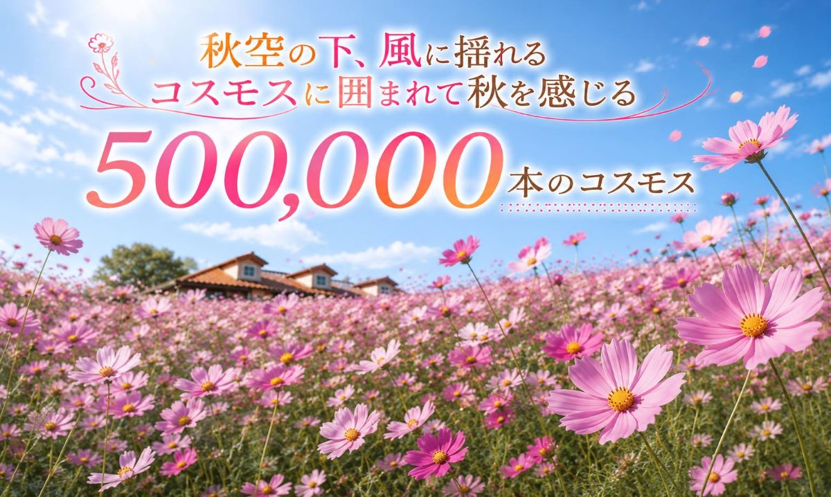 500,000本のコスモス　